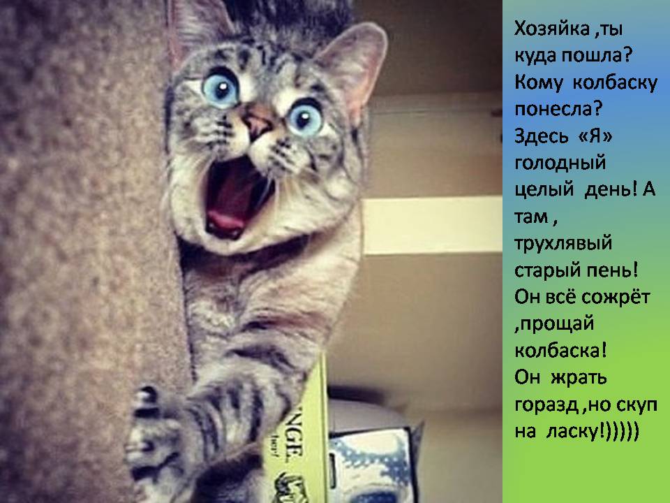 Котики с озвучкой